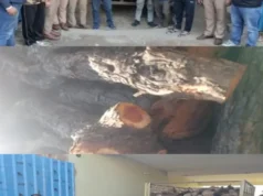 👉 धाकड़ धामी सरकार में 👉 तराई केंद्रीय वन प्रभाग में वन विभाग की टीम ने पकड़ी टाटा 407 खैर के गिल्टे बरामद👉 तस्कर फरार 🤔