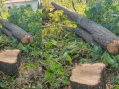 उधम सिंह नगर 👉 जंगल लुट रहा है, विभाग सो रहा है”