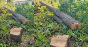 उधम सिंह नगर 👉 जंगल लुट रहा है, विभाग सो रहा है”