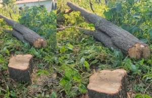 उधम सिंह नगर 👉 जंगल लुट रहा है, विभाग सो रहा है”