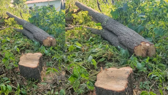 उधम सिंह नगर 👉 जंगल लुट रहा है, विभाग सो रहा है”