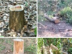 धाकड़ धामी सरकार में 👉 तराई केंद्रीय वन प्रभाग 🥺अधिकारी मस्त लकड़ी तस्कर बेखोफ👉 जंगलों का सफाया जारी