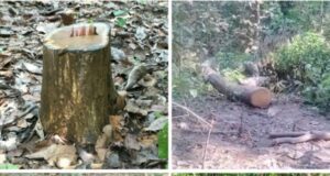 धाकड़ धामी सरकार में 👉 तराई केंद्रीय वन प्रभाग 🥺अधिकारी मस्त लकड़ी तस्कर बेखोफ👉 जंगलों का सफाया जारी