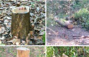 धाकड़ धामी सरकार में 👉 तराई केंद्रीय वन प्रभाग 🥺अधिकारी मस्त लकड़ी तस्कर बेखोफ👉 जंगलों का सफाया जारी