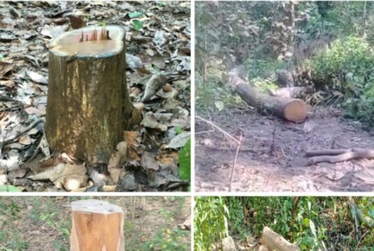 धाकड़ धामी सरकार में 👉 तराई केंद्रीय वन प्रभाग 🥺अधिकारी मस्त लकड़ी तस्कर बेखोफ👉 जंगलों का सफाया जारी